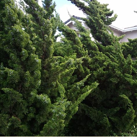 Hollywood Juniper Landscaping, Hollywood Juniper, Cloud Pruning, Juniperus Chinensis, Wind Garden, Wholesale Plants, Seeding Lawn, Thuja Occidentalis, Privacy Hedge