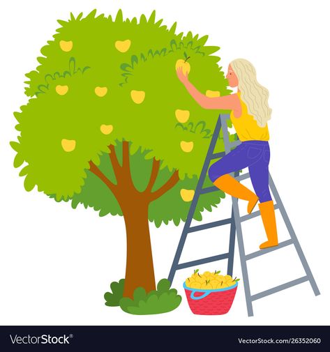 Fruit Picking, Apple Fruit, Fruit Illustration, Apple Harvest, Tree Drawing, Fruit Trees, Wicker Baskets, Princess Peach, Adobe Illustrator