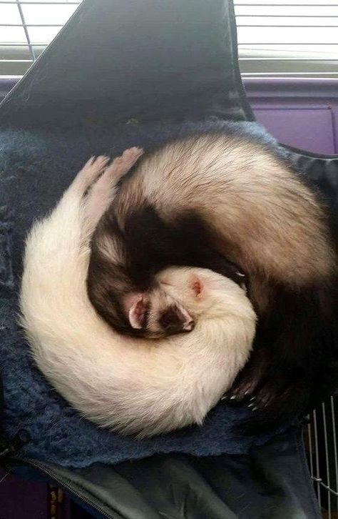 Baby Ferrets, Funny Ferrets, A Ferret, Pet Ferret, Cute Ferrets, The Dark One, Silly Animals, Cute Animal Photos, Rodents