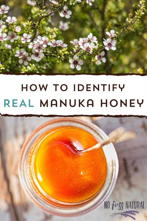 What is Manuka Honey? UMF, MGO, and More - No Fuss Natural Honey Benefits Medicine, Manuka Honey Recipe, Natural Antibiotic Honey Tumeric, Benefits Of Manuka Honey, Raw Manuka Honey Benefits, Manuka Tree, Manuka Honey Benefits, Harvesting Honey, Types Of Honey