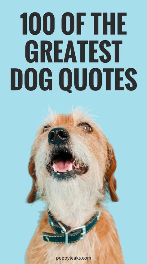 100 Great Dog Quotes. Who doesn't love a big list of quotes? And better yet, who doesn't love a big list of quotes all about dogs? From the funny to inspirational, here's 100 of the best quotes about dogs. #dogs #puppies #quotes via @puppyleaks Puppies Quotes, Quotes About Dogs, If Dogs Could Talk, Best Dog Quotes, Animal Love Quotes, All About Dogs, Positive Quotes For Life Happiness, Puppy Quotes, Dog Quotes Love