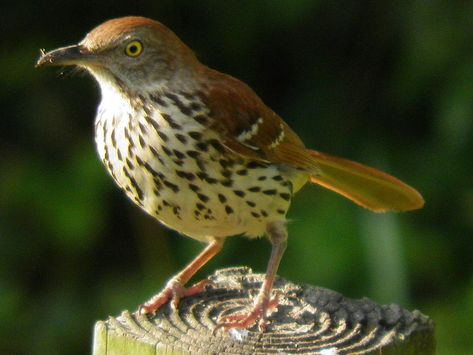 Brown Thrasher | Flickr Brown Thrasher, Nature Animals, Birds, Animals, Nature