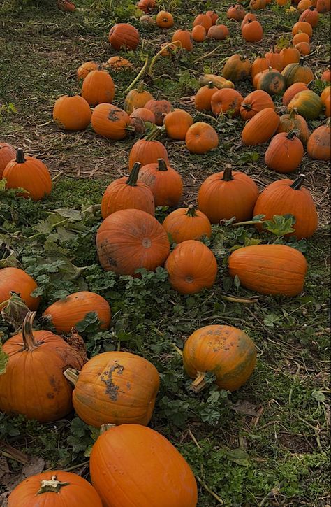 Fall | fall aesthetic | pumpkin patch | pumpkin patch aesthetic | cider mill | cider mill aesthetic | pumpkins Cider Mill Aesthetic, Pumpkin Farm Aesthetic, Fall Farm Aesthetic, Backyard Pumpkin Patch, Mill Aesthetic, Pumpkin Picking Aesthetic, Corn Maze Aesthetic, Aesthetic Pumpkin Patch, Aesthetic Pumpkins