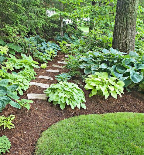 Tall Ornamental Grasses, Hosta Gardens, Backyard Shade, Shade Trees, Woodland Garden, Garden Borders, Shade Plants, Ornamental Grasses, Landscaping Plants