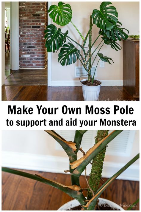 If your growing Monstera at some point it's going to need support. Why not try making your own moss pole to help your gorgeous plant grow and stay healthy. Monstera Support Pole Diy, Homemade Moss Pole, Monstera Leaf Drawing, Plant Tricks, Growing Monstera, Monstera Deliciosa Care, Monstera Tattoo, Monstera Plant Care, Moss Pole