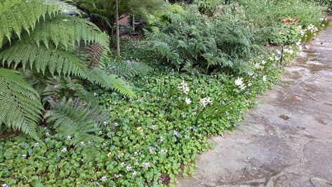 Viola hederacea Viola Hederacea, Paving Stones, Front Garden, Nurseries, South Wales, Dream Garden, Summer Sun, Image Types, Stepping Stones