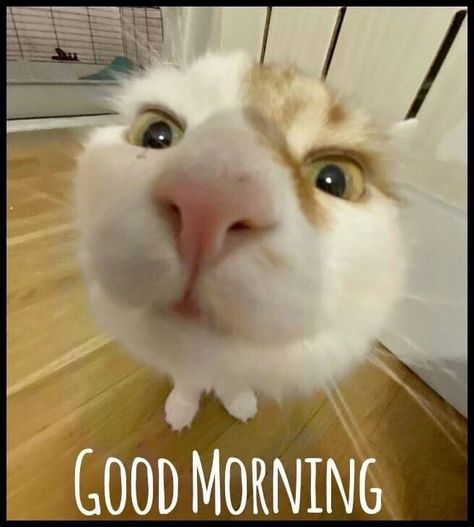 Gc Pictures, Capoo Cat, Good Morning Cat, Cat Text, Communication Cards, Morning Cat, Good Morning Funny Pictures, Funny Photoshop, Random Aesthetics