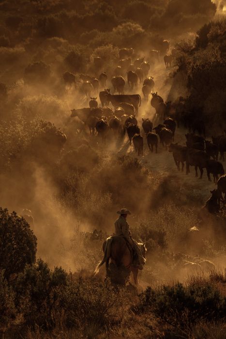 WESTERN - Ben Christensen's Portfolio Yellowstone Aesthetic, Ben Christensen, Cowboy Photography, Western Photo, Cowboy Stuff, Cowboy Pictures, Western Photography, Cowboy Aesthetic, Cowboy Baby