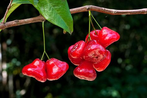 Cape York, Apple Roses, Leaf Images, Edible Landscaping, Apple Fruit, Exotic Fruit, Natural Lighting, Small Trees, Permaculture