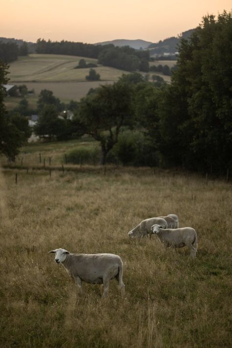 Sheep Pasture Aesthetic, Farm Aesthetic Dark, Vintage Farm Aesthetic, Domestic Aesthetic, Sheep Aesthetic, Mountain Witch, Rural Aesthetic, Genshin Dr, Farm Aesthetic