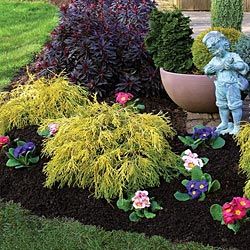 Golden Mop, or golden thread false cypress - would be pretty next to royal purple smokebush Golden Mop Cypress, Gold Mop Cypress, False Cypress, Lawn And Garden Ideas, Front Porch Landscape, Ornamental Shrubs, Spring Landscaping, Evergreen Landscape, Grow A Garden