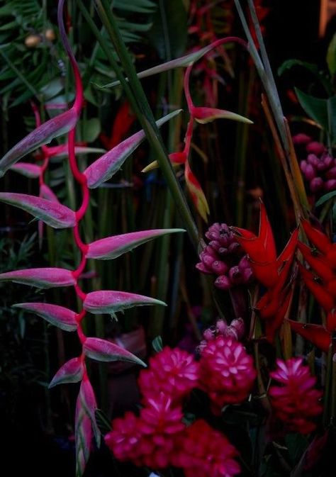 dark and moody summer tropical colours Moody Tropical Wedding, Tropical Colours, Moody Tropical, Dark Tropical, Jungle Flowers, Summer Tropical, Unusual Flowers, Tropical Colors, Rare Flowers