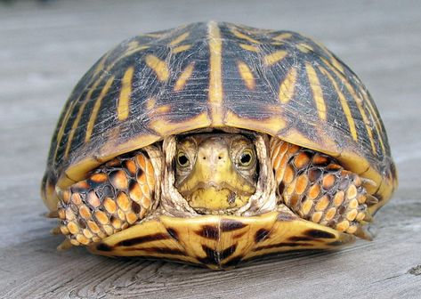 Eastern Painted Turtle, Box Turtles, Eastern Box Turtle, Kawaii Turtle, Turtle Care, Turtle Habitat, Amazing Frog, Painted Rock Animals, Pet Turtle