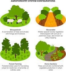 Agroforestry Design, Syntropic Agroforestry, Subtropical Forest, Forest Farming, Wild Sheep, Flood Mitigation, Hazelnut Tree, Precision Agriculture, Lamb Recipe