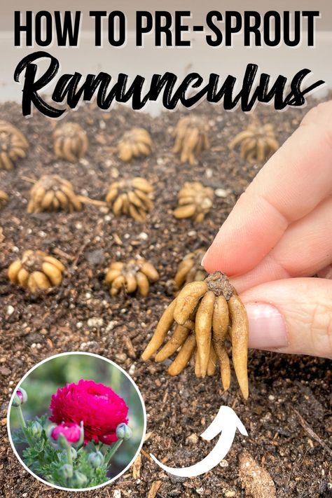 Presprouting ranunculus corms is a great way to get a jump start on the growing season. Here's how to pre-sprout ranunculus bulbs indoors! When To Plant Ranunculus Bulbs, How To Grow Ranunculus In Pots, How To Plant Ranunculus Bulbs, Ranunculus In Containers, Planting Ranunculus Bulbs, How To Grow Ranunculus, Growing Ranunculus Flowers, Ranunculus In Pots, Ranunculus Growing