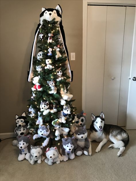 Husky tree                                                                                                                                                                                 More Husky Humor, Caine Husky, Funny Christmas Pictures, Laughing Funny, Husky Funny, My Husky, Dog Quotes Funny, Husky Mix, A Husky