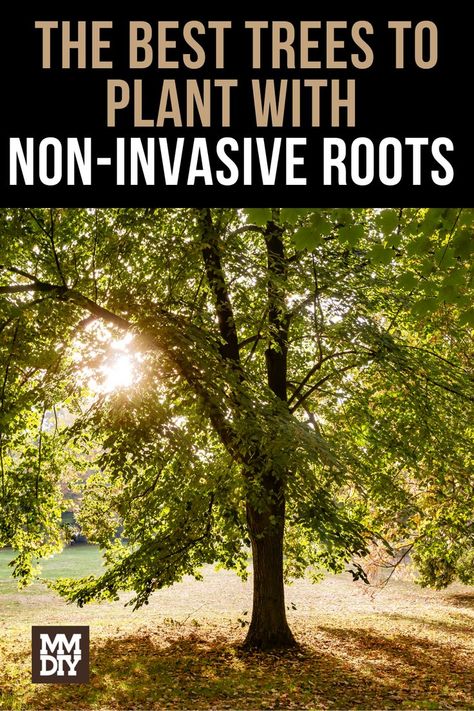 The Best Trees to Plant with Non-Invasive Roots Shrubs Landscaping Ideas, Shrub Landscaping Ideas, Shrubs For Shaded Areas, Front Of House Shrubs, Shrub Trees, Shrub Landscaping, Shrubs In Front Of House, Trees With Roots, Shrubs Landscaping