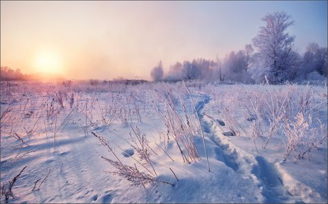 Snowy Environment, Snow Field, Arctic Air, Snowy Field, Forest Photos, Snowy Forest, Landscape Photography Nature, Summer Dog, Art Folder