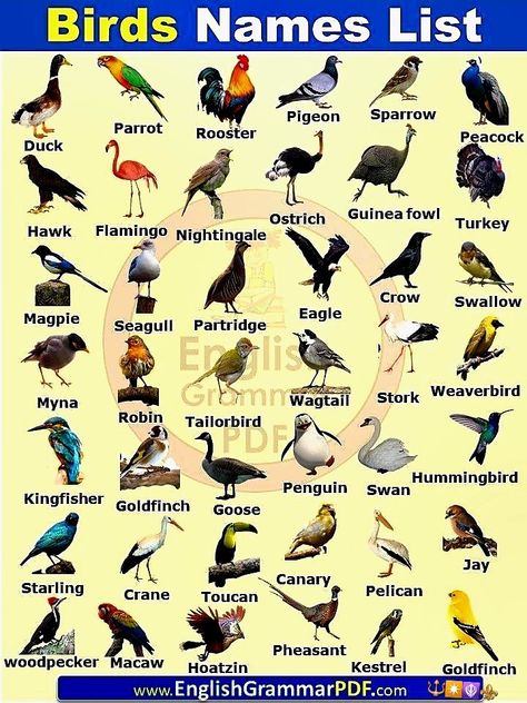 Birds Names List, Animal Names List, Save Animals Quotes, Birds Name List, Birds Name, Fruits Name In English, Animal Pictures For Kids, Animals Name In English, Bird Names