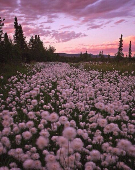 An arrange of pleasing photos that have specific objects. #poetry #Poetry #amreading #books #wattpad The Back, Pink Flowers, Trees, Purple, Flowers, Pink, White, Instagram