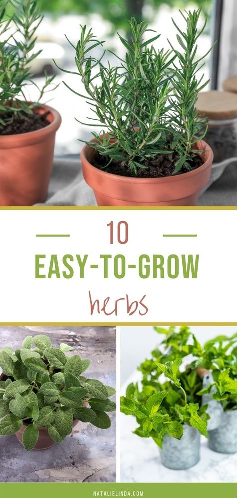 Garden Herbs Outdoor Planters, How To Start An Herb Garden, Herb Pots Outdoor, Diy Herb Garden Outdoor, Window Herb Garden Indoor, Grow Herbs Outdoors, Potted Herb Garden Ideas, Small Herb Garden Ideas, Easy Herb Garden