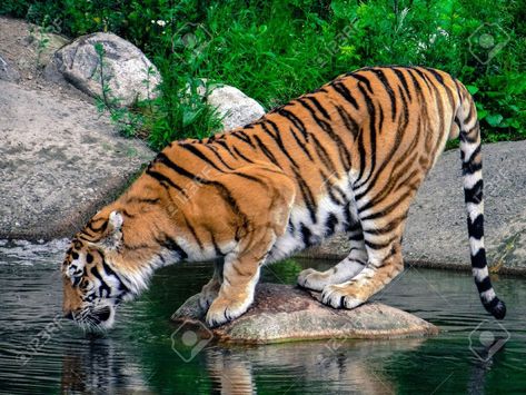 Tiger Drinking Water Drawing, Tiger Drinking Water, Tiger Photography, Tiger Pictures, Disney Princess Modern, Water Drawing, Night Owl, Big Cats, Drinking Water