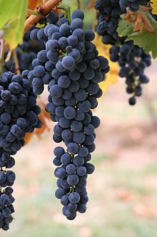 Ancient Roman vineyard unearthed Grapes Benefits, Black Grapes, Growing Grapes, Kidney Health, Wine Cheese, Riesling, Italian Wine, Wine Making, Malbec