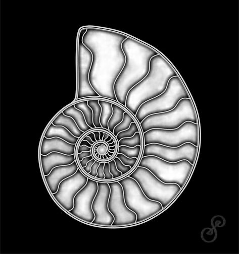 https://energyart.uk/ammonites.htm Ammonite Tattoo, Ammonite Drawing, Ammonite Tattoo Fossil, Ammonite Fossil Drawing, Wire Wrap Ammonite, Ammonite Crystal, Ammonite Pendant, Shell Tattoos, Gelli Printing