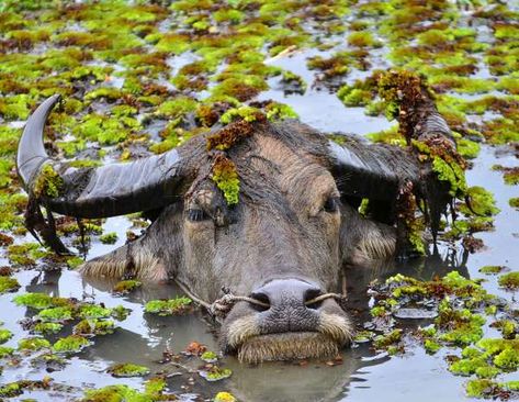 Slide 15 of 31: A water buffalo in its element. Street Photography People, Swimming Pigs, Taurus Bull, Bull Tattoos, Bull Cow, Water Swimming, Cow Pictures, Animal Science, Water Buffalo