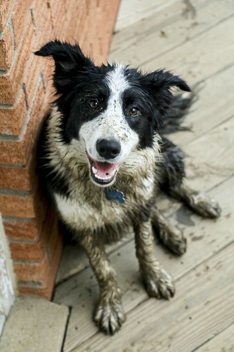 Border Collie Art, Dog Den, Muddy Dog, Farm Dogs, Herding Dogs, Australian Shepherds, Border Collie Dog, Dog Adventure, Silly Dogs