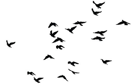 birds Bird Flying Illustration, Birds Architecture, Group Of Birds, Vogel Silhouette, Birds For Kids, Birds Vector, Bird Outline, Cool Pictures For Wallpaper, Bird Graphic