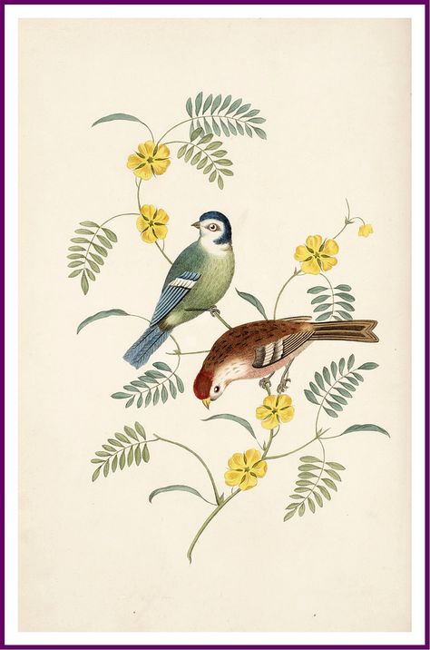 Bird Clipart, Nature Birds, Fairytale Art, Bird Illustration, Vintage Birds, Childrens Art, Vintage Ephemera, Antique Prints, Young Artist