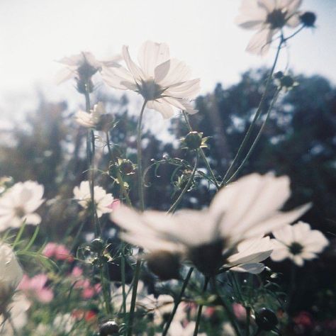 Macro Photography, Love Flowers, Trees, Film, Flowers, Photography, Pink, White