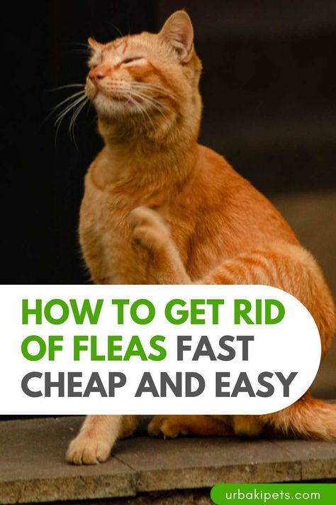 Cat Fleas Get Rid Of, At Home Flea Remedy For Cats, How To Treat Fleas On Cats, Flea Control For Home, Flea And Tick Spray For Cats, Flees In House Get Rid Of, How To Get Rid Of Fleas On Cats Naturally, How To Get Rid Of Fleas On Kittens, Getting Rid Of Fleas On Cats