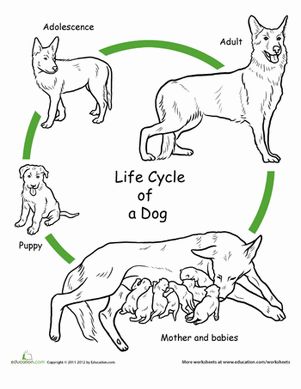 First Grade Life Science Animals Worksheets: Color the Life Cycle: Dog Life Cycle Of Animals, Cycle For Kids, Chicken Life Cycle, Animal Life Cycles, Dog Education, Fathers Day Coloring Page, 1st Grade Science, First Grade Science, Science Worksheets