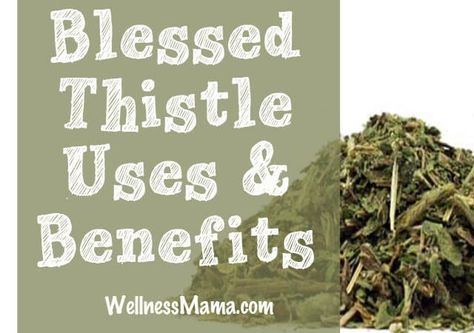 The benefits and uses of blessed thistle herb Thistle Uses, Blessed Thistle Benefits, Thistle Benefits, Herb Uses, Essential Oil Menstrual Cramps, Cramp Remedies, Menstrual Cramp Relief, Blessed Thistle, Digestive Problems