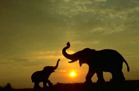 An Elephant, Elephant, Sun