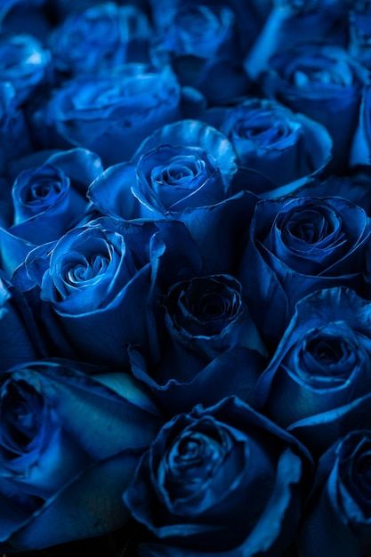 Blue Flowers Images, Blue Flowers Bouquet, Blue Roses Wallpaper, Photo Bouquet, Dark Blue Flowers, Nature Photography Flowers, Roses Wallpaper, Beautiful Butterflies Art, Blue Valentine