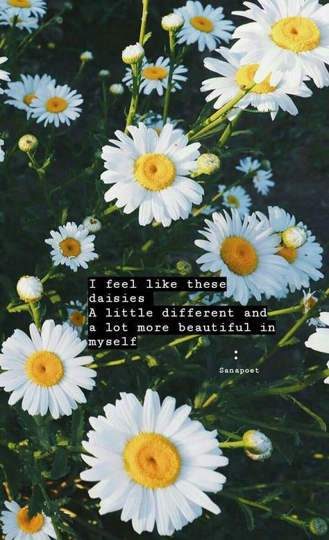 Nature Aesthetics, Work Motivational Quotes, Daisy Flowers, Mini Drawings, Find Peace, Milk And Honey, Finding Peace, Daisy Flower, Thoughts Quotes