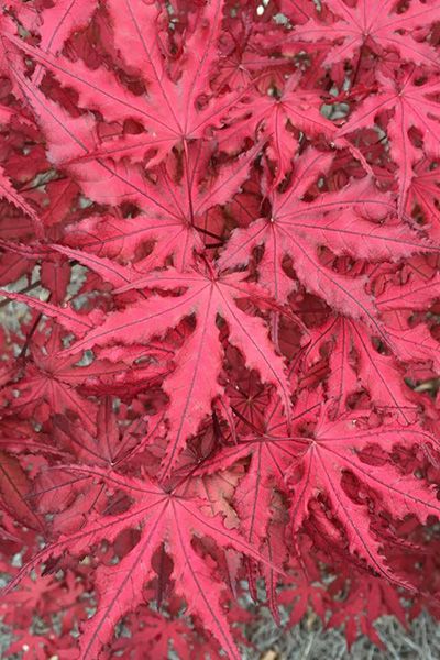 Japanese Trees, Japanese Maple Varieties, Japanese Maple Garden, Red Climbing Roses, Maple Leaf Tree, Japanese Red Maple, Purple Ghost, Garden Companion Planting, Japanese Garden Landscape