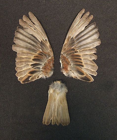 Bird Wings Taxidermy, Sparrow Anatomy, Sparrow Aesthetic, Sparrow Wings, Baby Sparrow, House Sparrow, Vulture Culture, Bird Wings, Interview With The Vampire