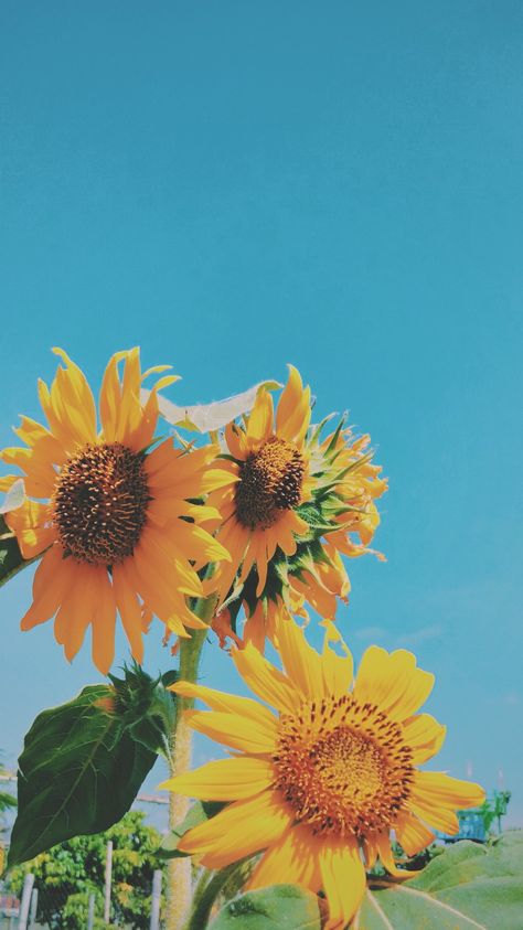 Vsco Editing, Yellow Wallpapers, Sun Flowers, Blue Photo, Sunflower Wallpaper, Yellow Tulips, Flowers Blue, Art Things, Yellow Wallpaper