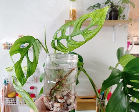 How To Grow Monstera In Water Long-Term Growing Monstera In Water, Monstera In Water, Clematis Nelly Moser, Blooming Vines, Clematis Varieties, Sweet Autumn Clematis, Autumn Clematis, Climbing Hydrangea, Aquarium Landscape