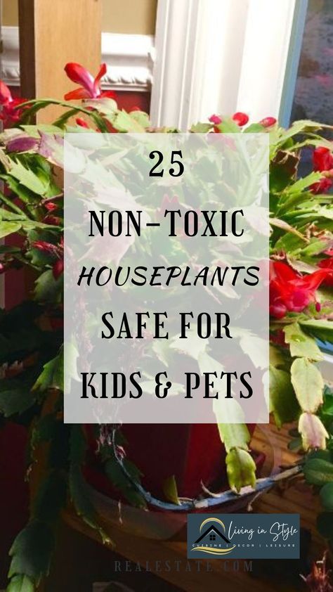 Want to add some living plants into your home decor | Here is a list of 25 safe, non-toxic house plants which won't hurt your pets or kids. Click to see and read about them. Bird Safe House Plants, House Plants Safe For Dogs, Non Toxic House Plants, Pet Safe House Plants, Pet Safe Plants, Cat Safe House Plants, Pet Friendly House Plants, Safe House Plants, Plants Tips