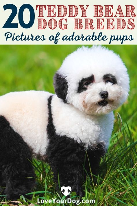 Thinking to adopt a dog that looks like a fluffy teddy bear? In the article below, we look at our favorite dog breeds that look like little fluffy toy teddy bears! #LoveYourDog #DogBreedsThatLookLikeTeddyBears #TeddyBearDogBreeds #DogLooksLikeBear #PandaBearDog #CuteDogs #FluffyDOgs Teddy Bear Dog Breed, Bear Dog Breed, Teddy Bear Dogs, Bear Dogs, Fluffy Teddy Bear, Dog Breeds Pictures, Teddy Bear Puppies, Large Teddy Bear, Dogs Photos