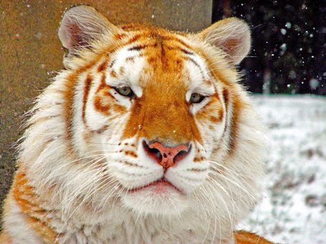 Golden Tabby Tiger, Tabby Tiger, Golden Tabby, Tiger Species, Tiger Pictures, Golden Tiger, Siberian Tiger, Tiger Art, Pretty Animals