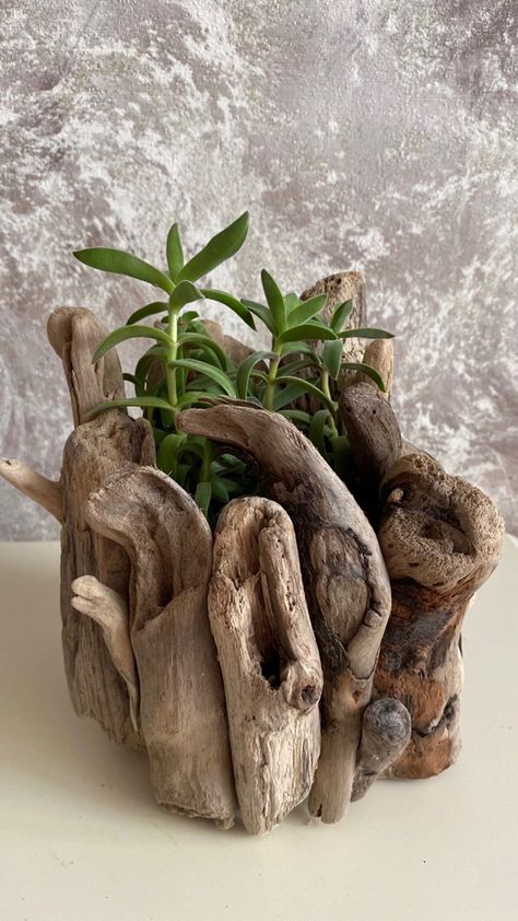 Driftwood Garden Ideas Outdoors, Driftwood Art Sculpture, Driftwood Planters, Xmas Centerpieces, Air Plants Decor, Driftwood Diy, Plant Goals, Driftwood Art Diy, Driftwood Projects