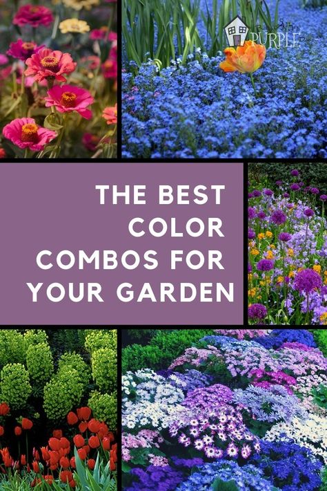 Create gorgeous color schemes for your garden + some awesome color scheme examples to try. Best Color Combos, Garden Yard Ideas, Best Color, Flowers Wallpaper, Perennial Garden, Gorgeous Gardens, Colorful Garden, Garden Cottage, Lawn And Garden