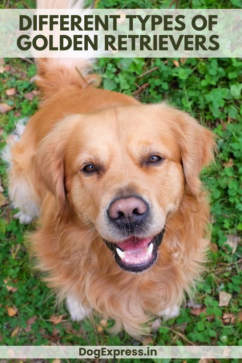 Types of Golden Retriever English Cream, Unique Characteristics, Golden Retrievers, Cattle Dog, Dog Days, Different Types, Golden Retriever, Dogs And Puppies, Dog Lovers