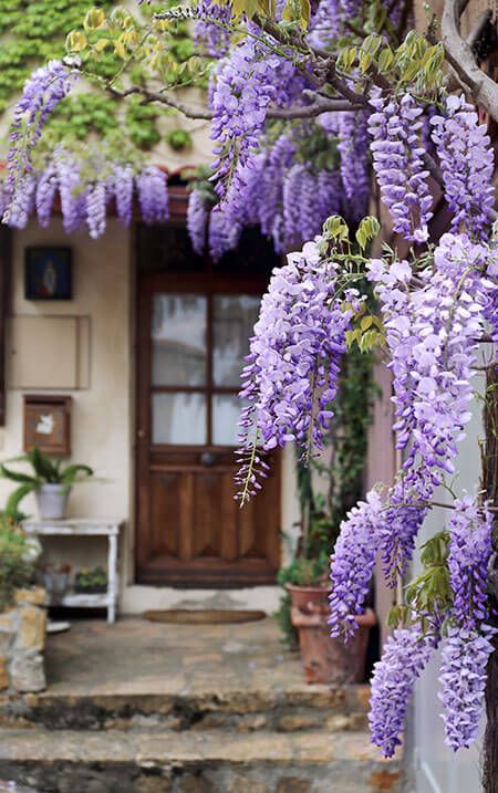 Wisteria Sinensis, Wisteria Plant, Wisteria Flowers, Flowering Cherry Tree, Wisteria Tree, Purple Wisteria, Lilac Tree, Flowers Growing, Purple Plants